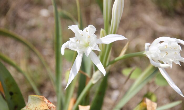 Sinop’ta kum zambakları çiçek açtı