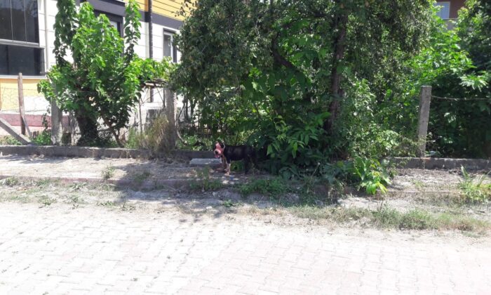 Sinop’ta pitbull dehşeti