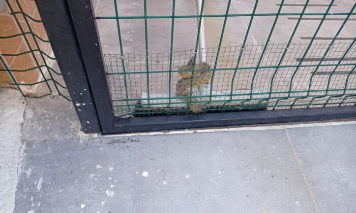 Site giriş kapısına dolanan 1,5 metrelik yılanı itfaiye çıkardı