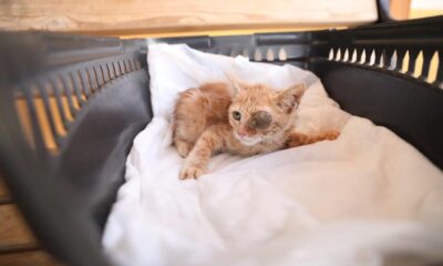 Sokak hayvanları İstanbul’a gönderildi