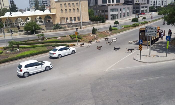 Sokak köpekleri Adana sokaklarında sürü halinde geziyor