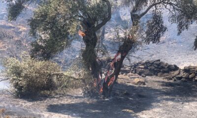 Söke’deki yangına itfaiyenin müdahalesi sürüyor