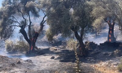 Söke’deki yangında 30 dönüm alan zarar gördü