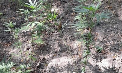 Soma’da 371 kök kenevir bitkisi ele geçirildi