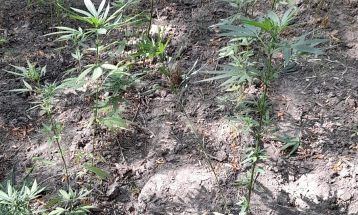 Soma’da 371 kök kenevir bitkisi ele geçirildi