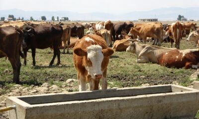 Tarım ve hayvancılığa sağlanan destekle hayvanlarda hastalığa rastlanmıyor