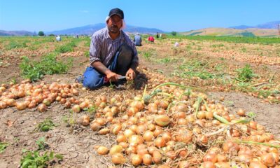 Tarlada soğanın fiyatı sudan ucuz