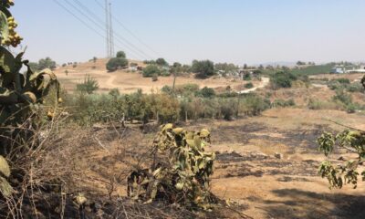 Tarsus’ta bahçedeki yangında 43 ağaç zarar gördü
