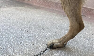 Tasmasının zinciri ayağına saplandı, veteriner hekim şaşkınlık yaşadı