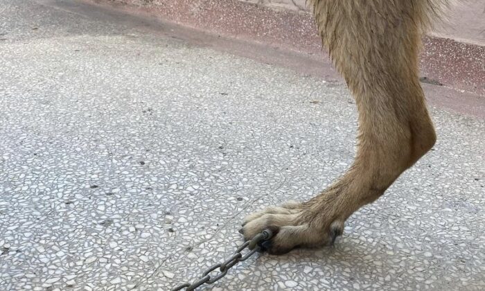 Tasmasının zinciri ayağına saplandı, veteriner hekim şaşkınlık yaşadı