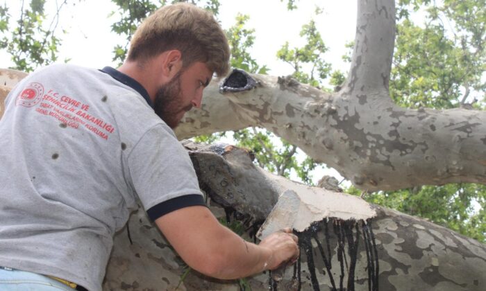 Tekirdağ’daki 32 adet anıt ağaca özel bakım
