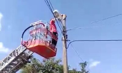 Telefon direğinde mahsur kalan kedi kurtarıldı