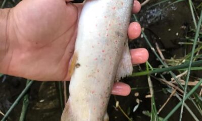 Terbüzek Çayı’nda kırmızı benekli alabalık ölümleri