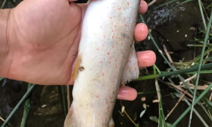 Terbüzek Çayı’nda kırmızı benekli alabalık ölümleri