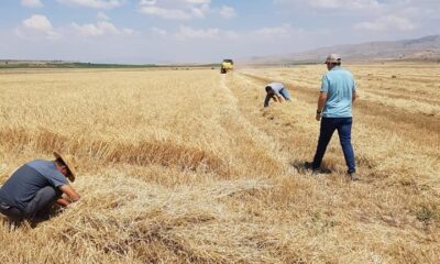 Tomarza’da hasat zamanı kayıp yaşanmaması için çalışmalara başlandı