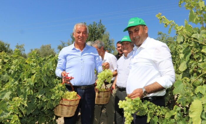 Toroslar’da bağ bozumu şenliği