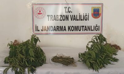 Trabzon’da 152 kök Hint keneviri ele geçirildi