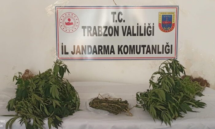 Trabzon’da 152 kök Hint keneviri ele geçirildi