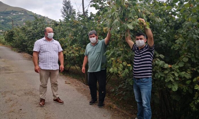 Trabzon’da fındık hasat tarihleri belli oldu