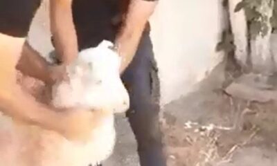 Trafo ile duvar arasında sıkışan keçi kurtarıldı