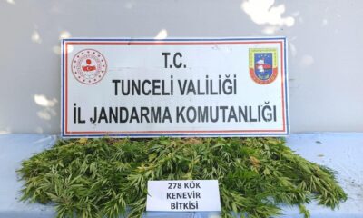 Tunceli’de 278 kök kenevir ele geçirildi