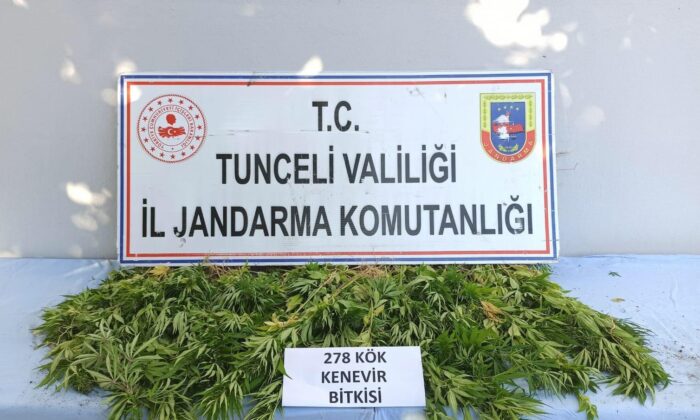 Tunceli’de 278 kök kenevir ele geçirildi