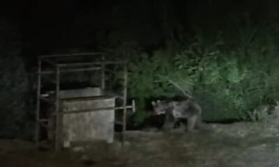 Tunceli’de aç kalan ayılar mezbahaneye indi