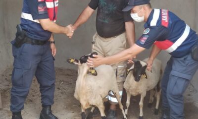 Turgutlu’da kaybolan küçükbaş hayvanları jandarma buldu