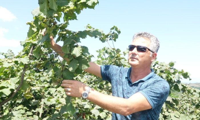 Türkiye’de 16 ilde 720 bin hektar alanda yaklaşık 500 bin çiftçi fındık üretimi yapıyor