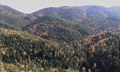 Türkiye’nin en büyük blok ormanlarına girişler yasaklandı