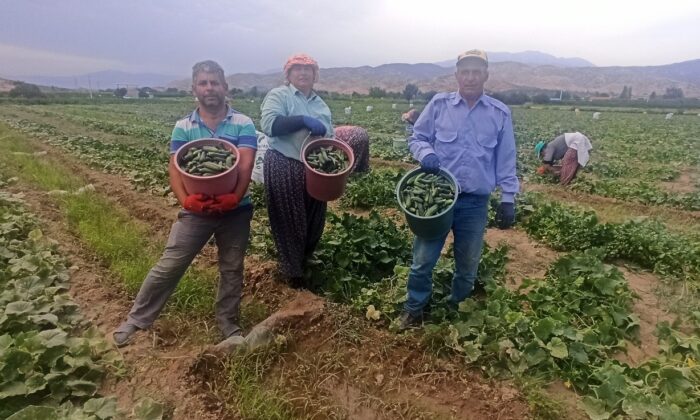 Turşuluk salatalıkta ikinci sezon
