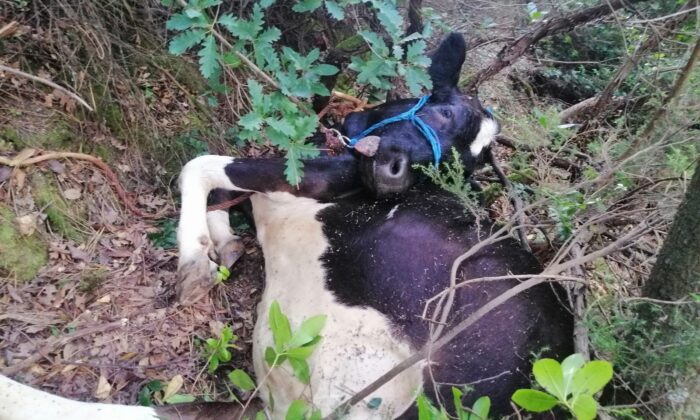 Uçuruma yuvarlanan büyükbaş hayvanı kurtaramayınca, çareyi kesmekte buldular