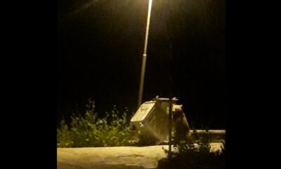 Uludağ’da ayı ailesinin renkli görüntüleri…Köpeği böyle kovaladı