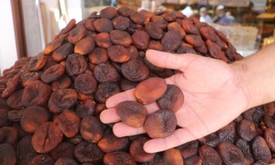 Ünü ülke sınırlarını aşan kuru kayısıda tahmini rekolte açıklandı