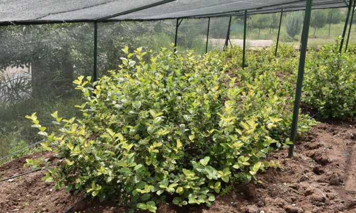 Üreticilere aronia meyvesi için teknik destek