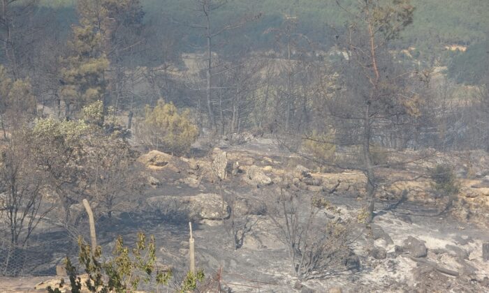 Uşak’ta çıkan orman yangını kontrol altına alındı