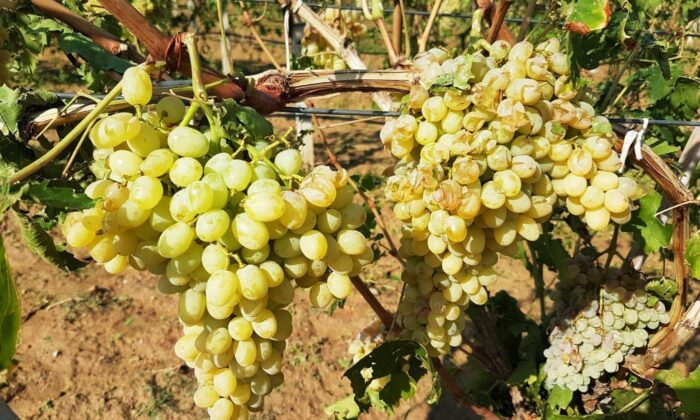 Üzüm bağları dolu ve fırtınadan zarar gördü