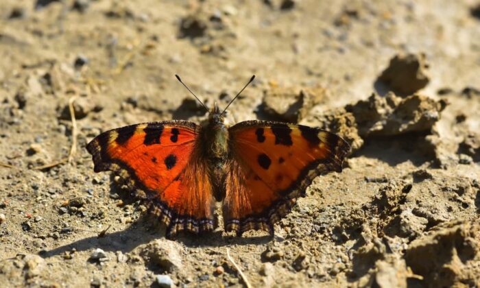 Van kelebekçilerin mekanı oldu