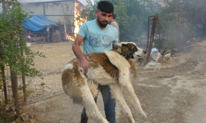 Vatandaşlar ve ekipler mahallelerde mahsur kalan hayvanları kurtarmak için seferber oldu