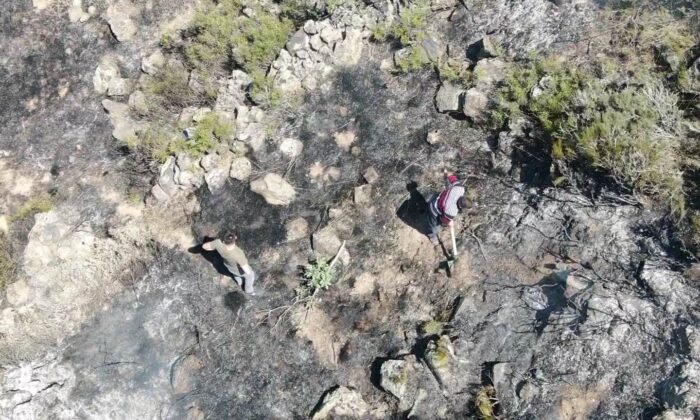 Vatandaşların müdahalesi bin 200 ağacı kurtardı