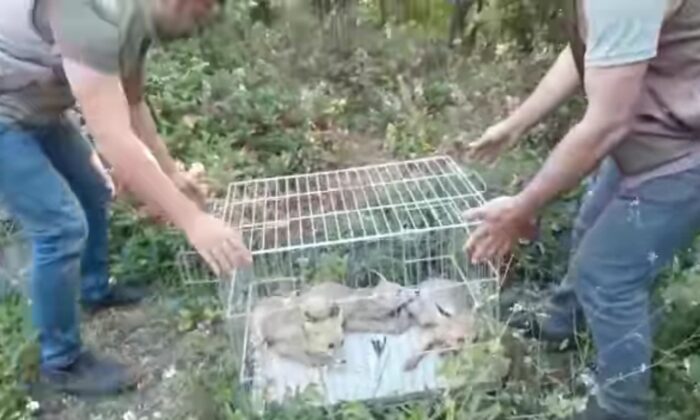 Yaban hayata alıştırılan tilkiler doğaya salındı