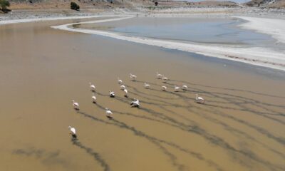 Yalıntaş göleti kuraklığa yenik düştü