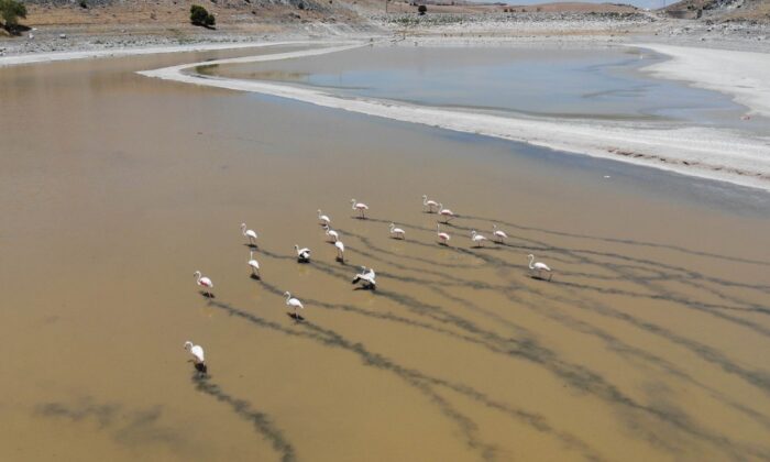 Yalıntaş göleti kuraklığa yenik düştü