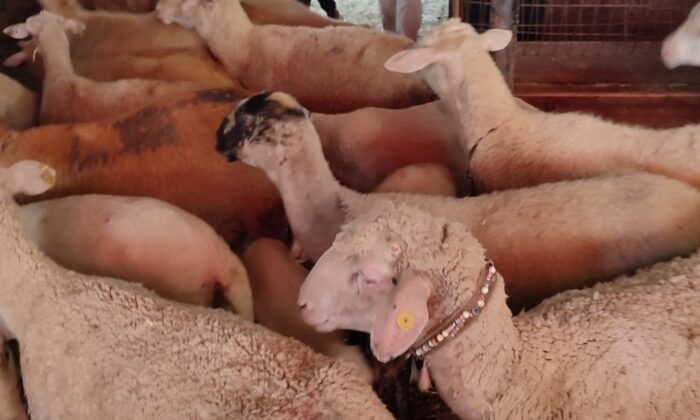 Yangında 100’e yakın küçükbaş hayvan telef oldu