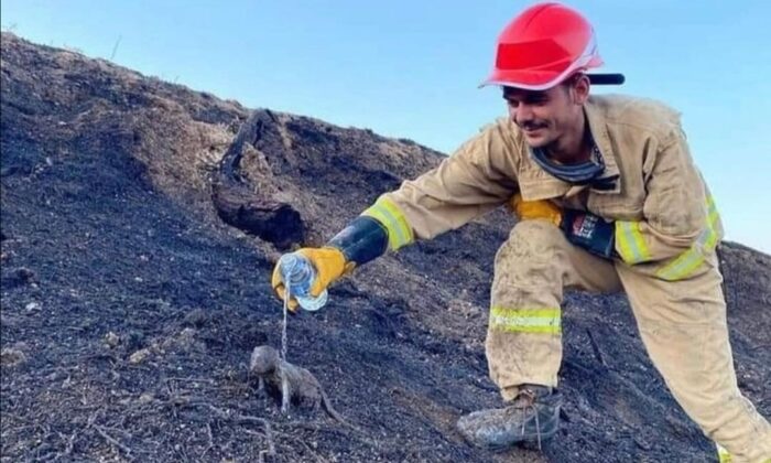 Yangında mahsur kalan sansar yavrularını orman işçileri kurtardı