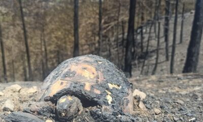 Yangından geriye kalan acı manzara