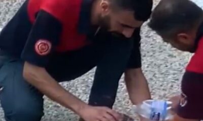 Yangından kaçan yavru kaplumbağaya elleriyle su verdiler