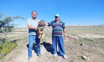 Yaralı bulunan Puhu tedavi altına alındı