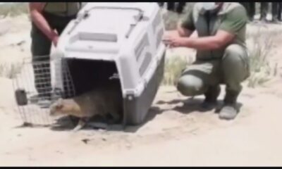 Yaralı bulunan saz kedisi tedavisinin ardından doğaya bırakıldı