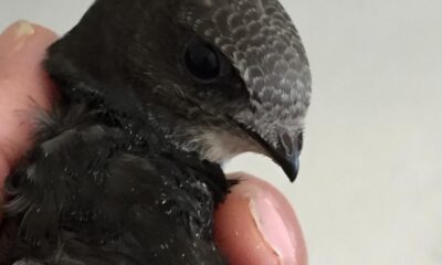 Yaralı ebabil yeniden özgürce uçabilecek